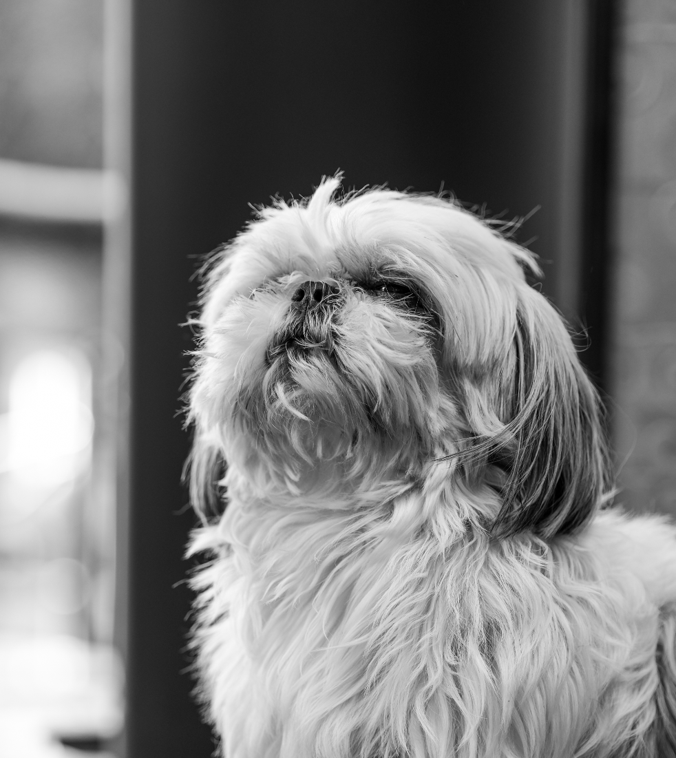 bodil